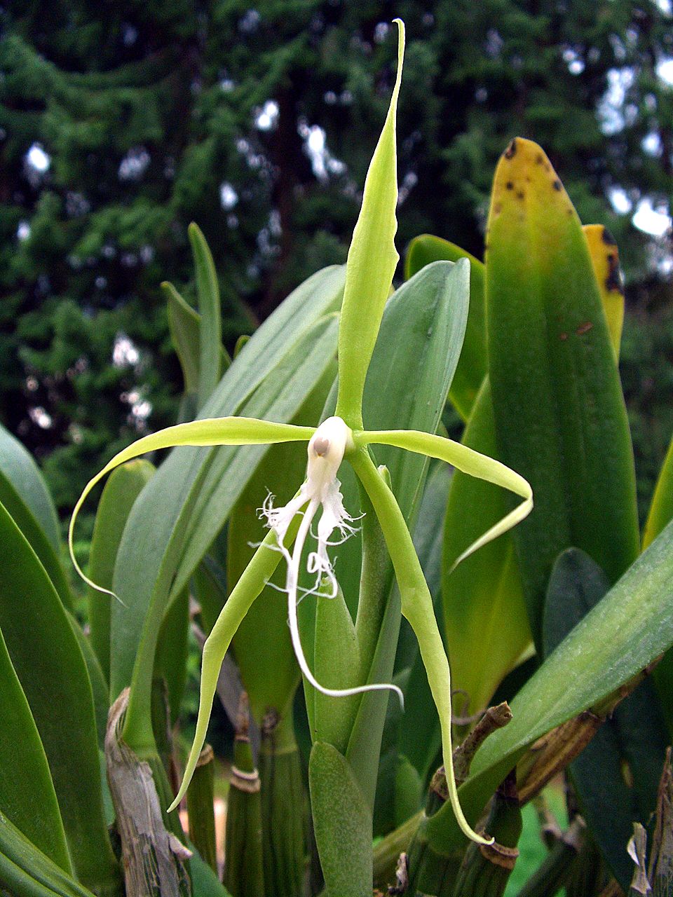 Coilostylis image