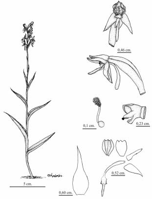 Habenaria image