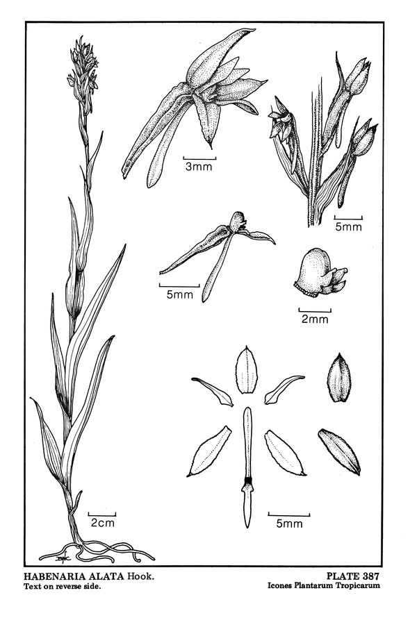 Habenaria alata image