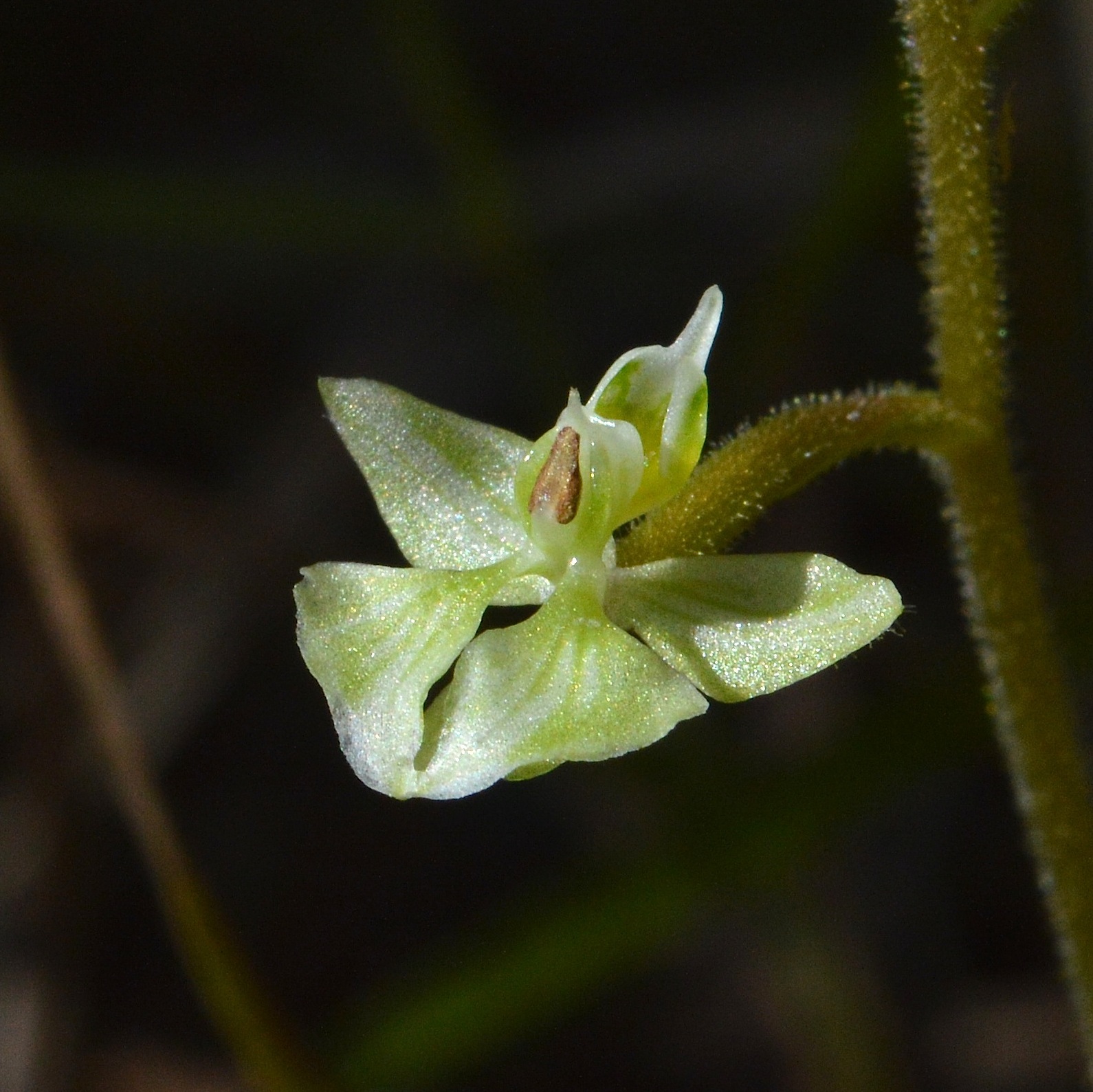 Ponthieva racemosa image