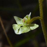 Image of Ponthieva racemosa