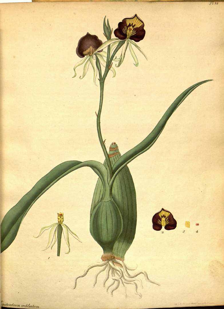 Prosthechea cochleata image