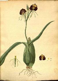 Prosthechea cochleata image