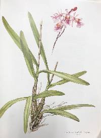 Psychilis macconnelliae image