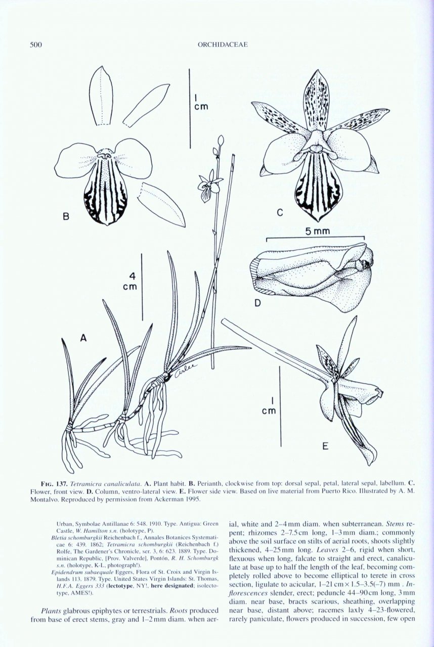 Tetramicra canaliculata image