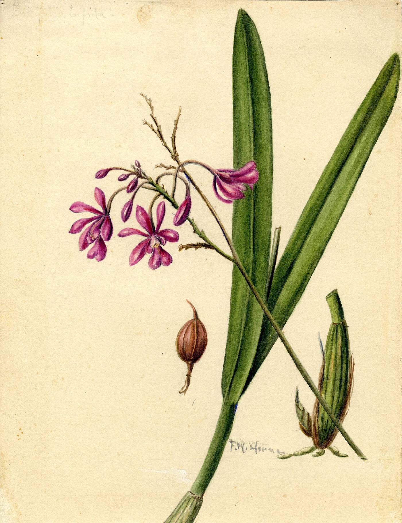 Psychilis bifida image