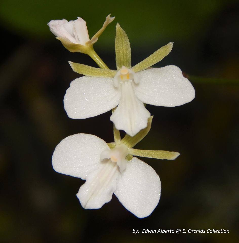 Tetramicra canaliculata var. alba image