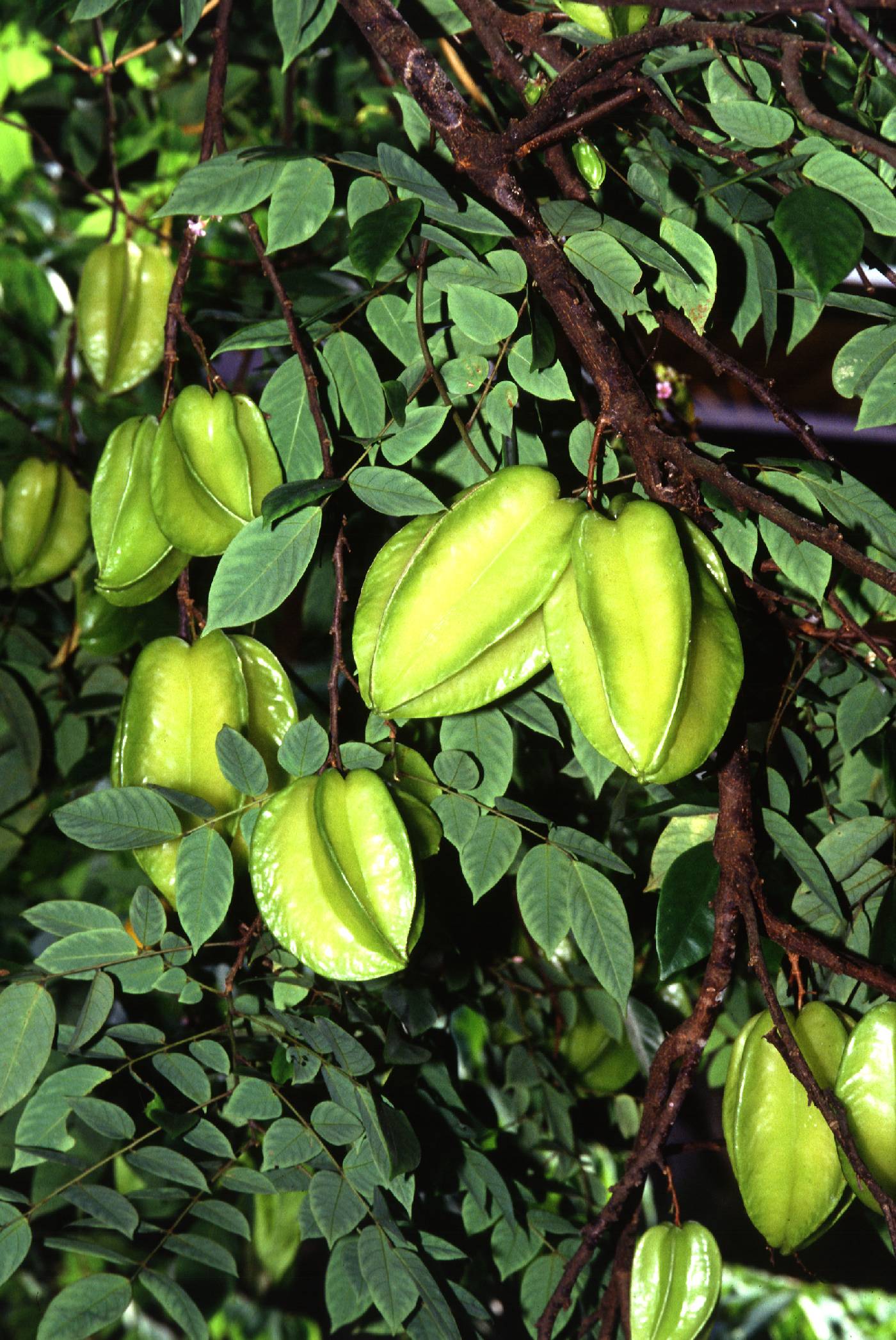 Averrhoa carambola image