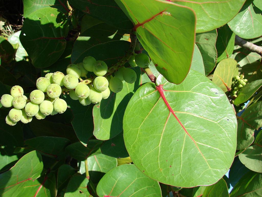 Coccoloba uvifera image