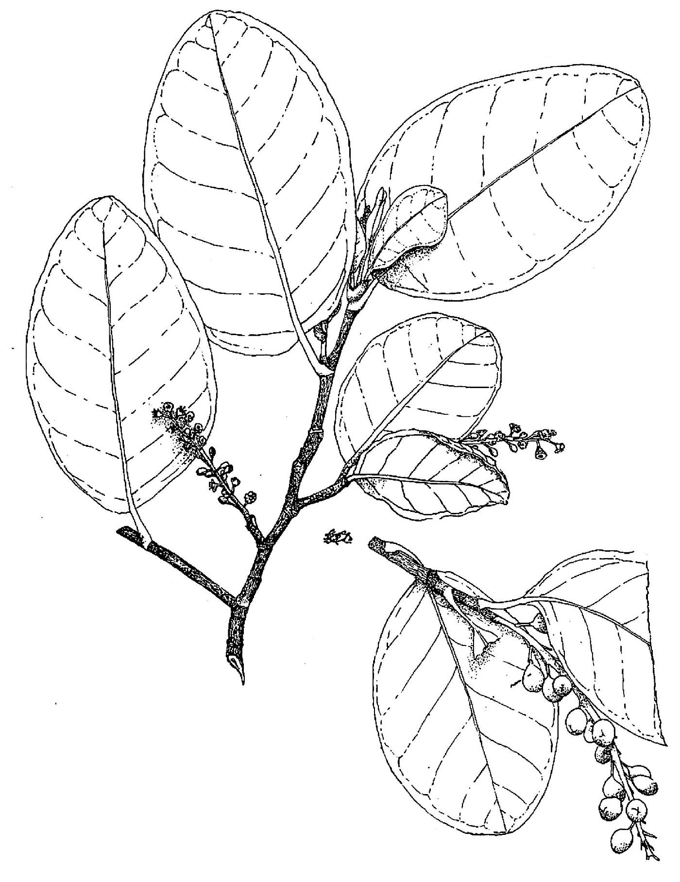 Coccoloba diversifolia image