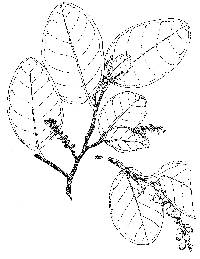 Image of Coccoloba diversifolia