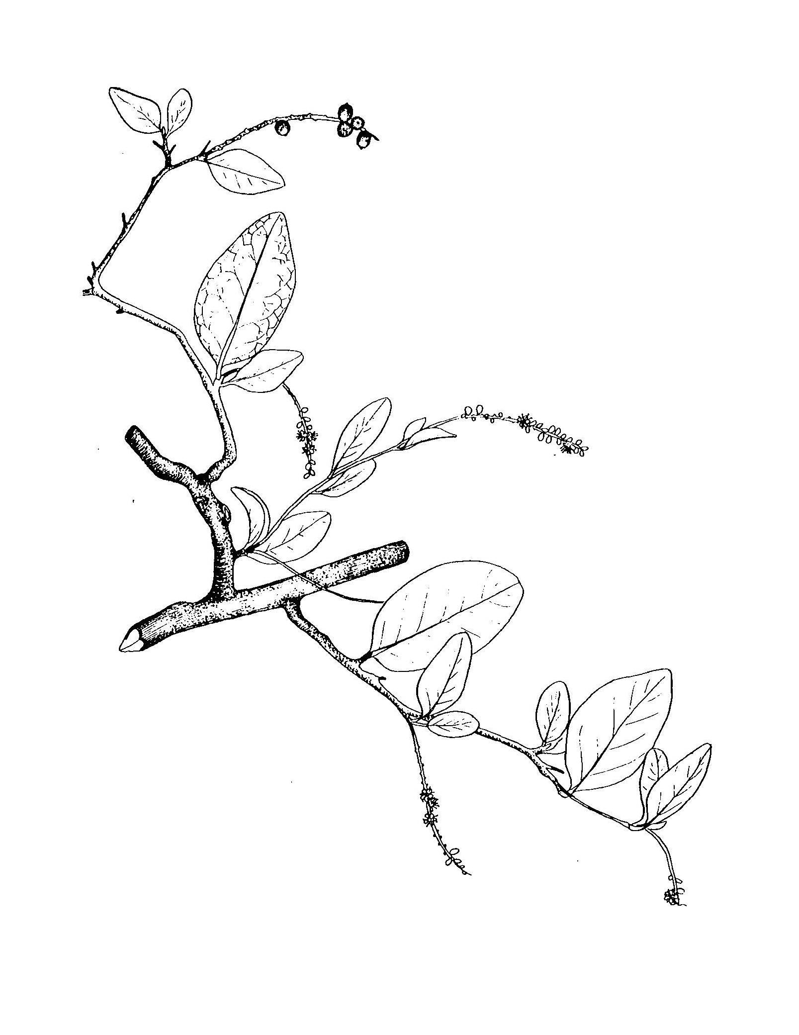 Polygonaceae image