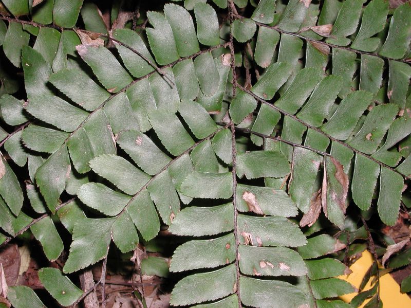 Adiantum image