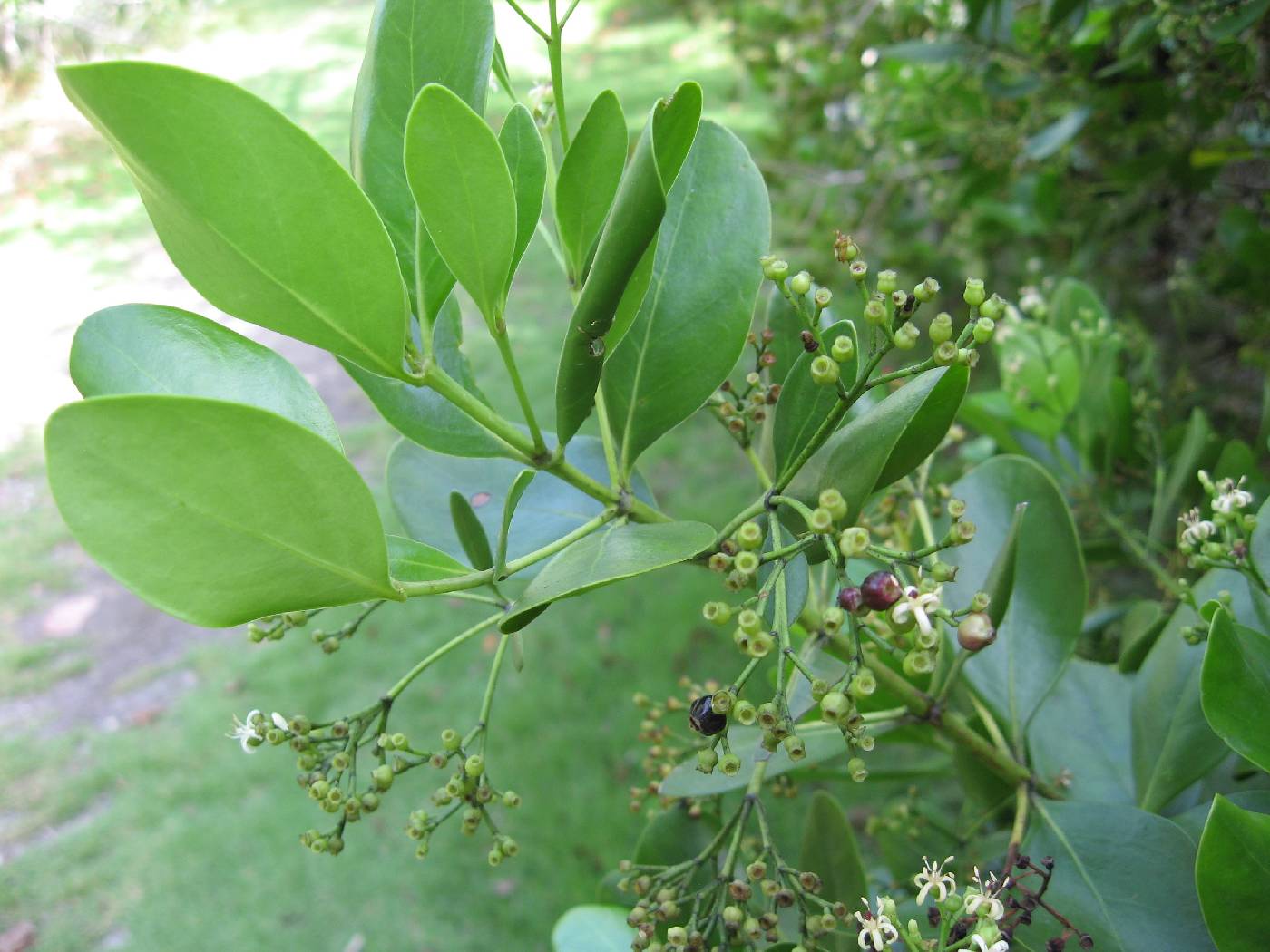 Erithalis fruticosa image