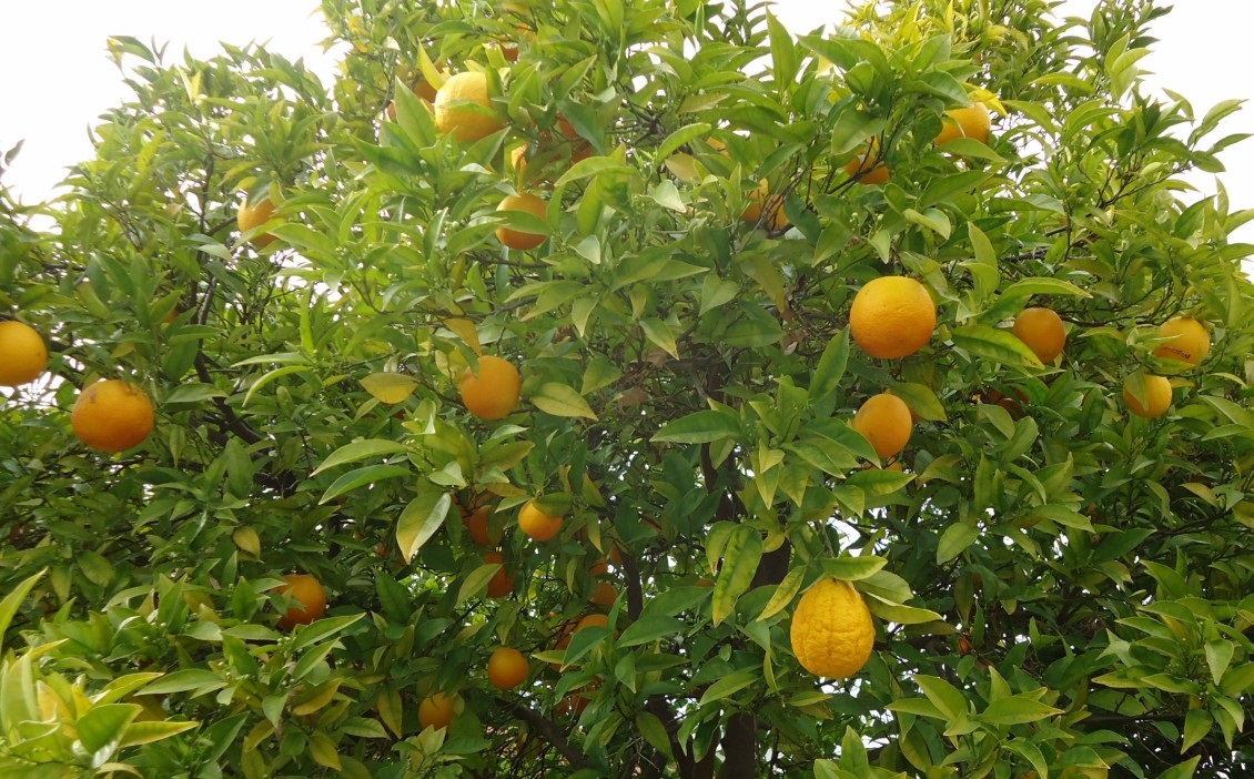 Citrus X sinensis image