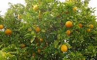 Image of Citrus x sinensis