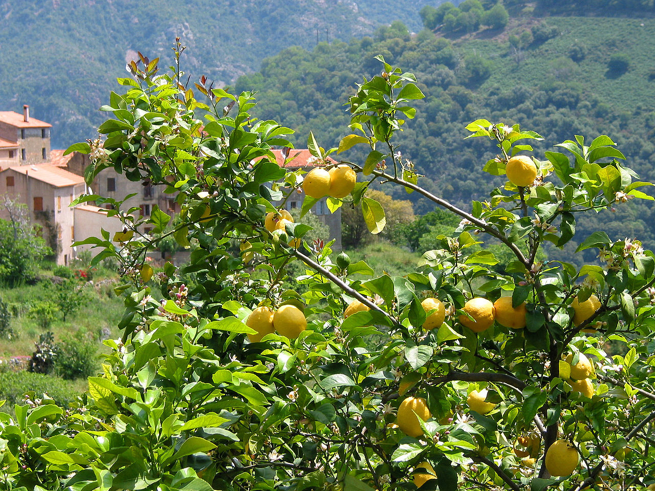 Citrus X limon image
