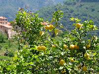 Image of Citrus x limon