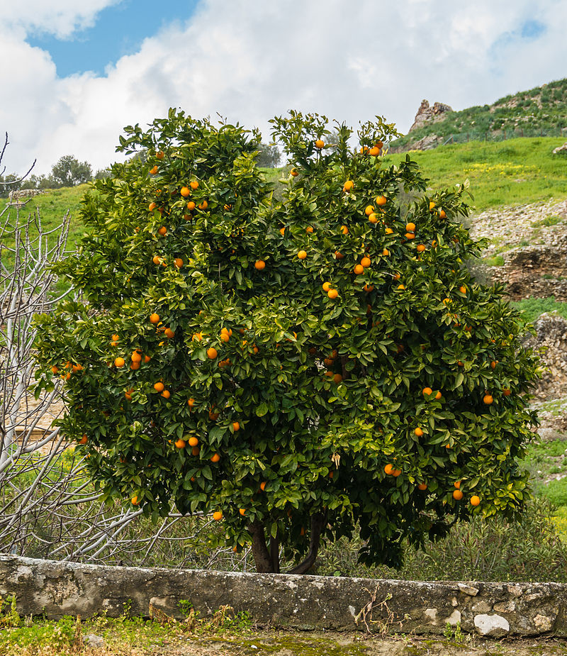 Citrus reticulata image