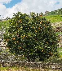 Image of Citrus reticulata