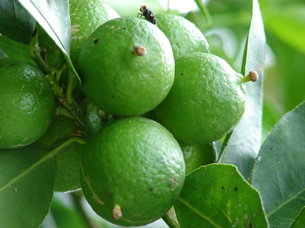 Citrus X aurantiifolia image