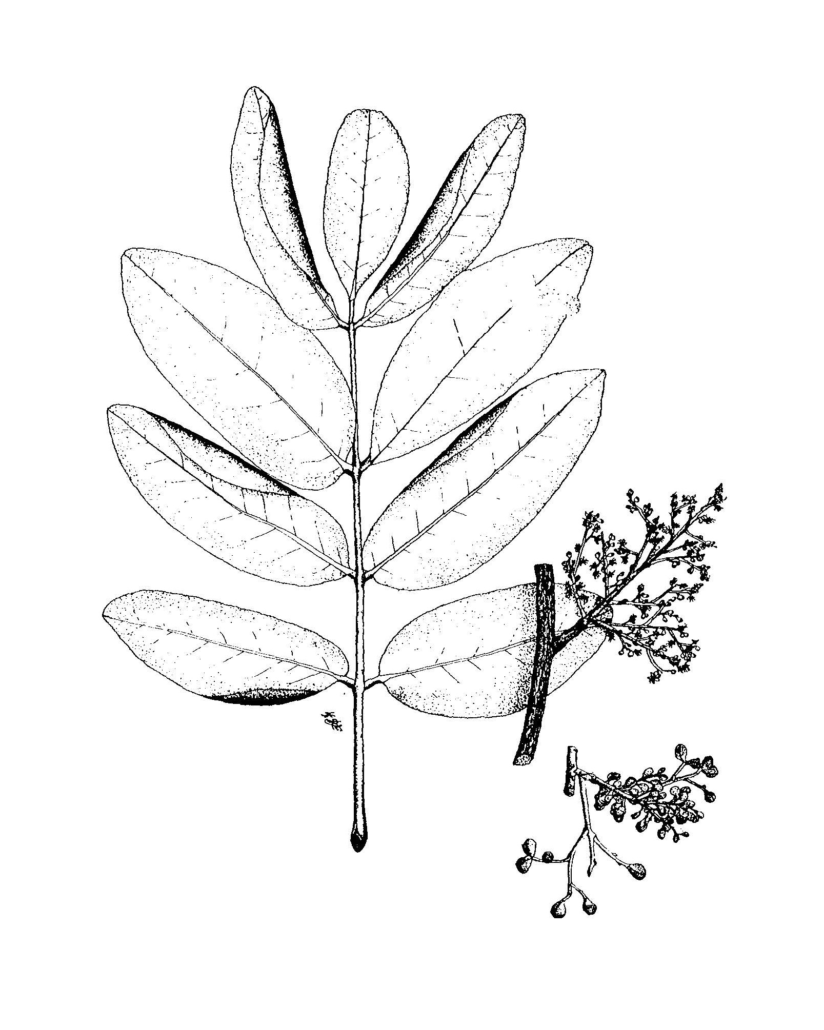 Zanthoxylum flavum image