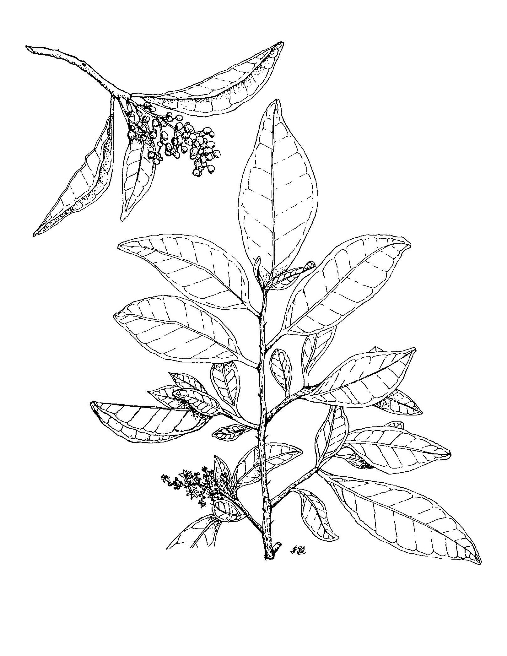 Zanthoxylum image