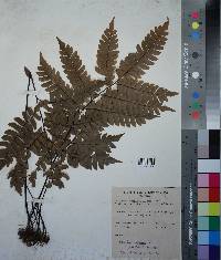 Adiantum villosum image