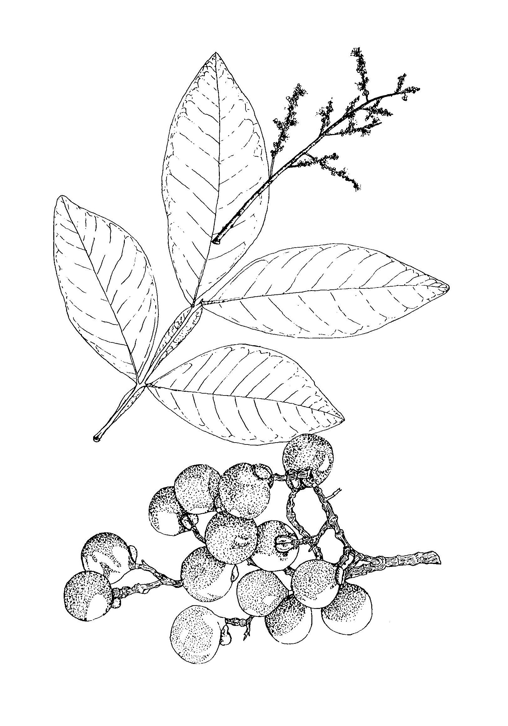 Sapindaceae image