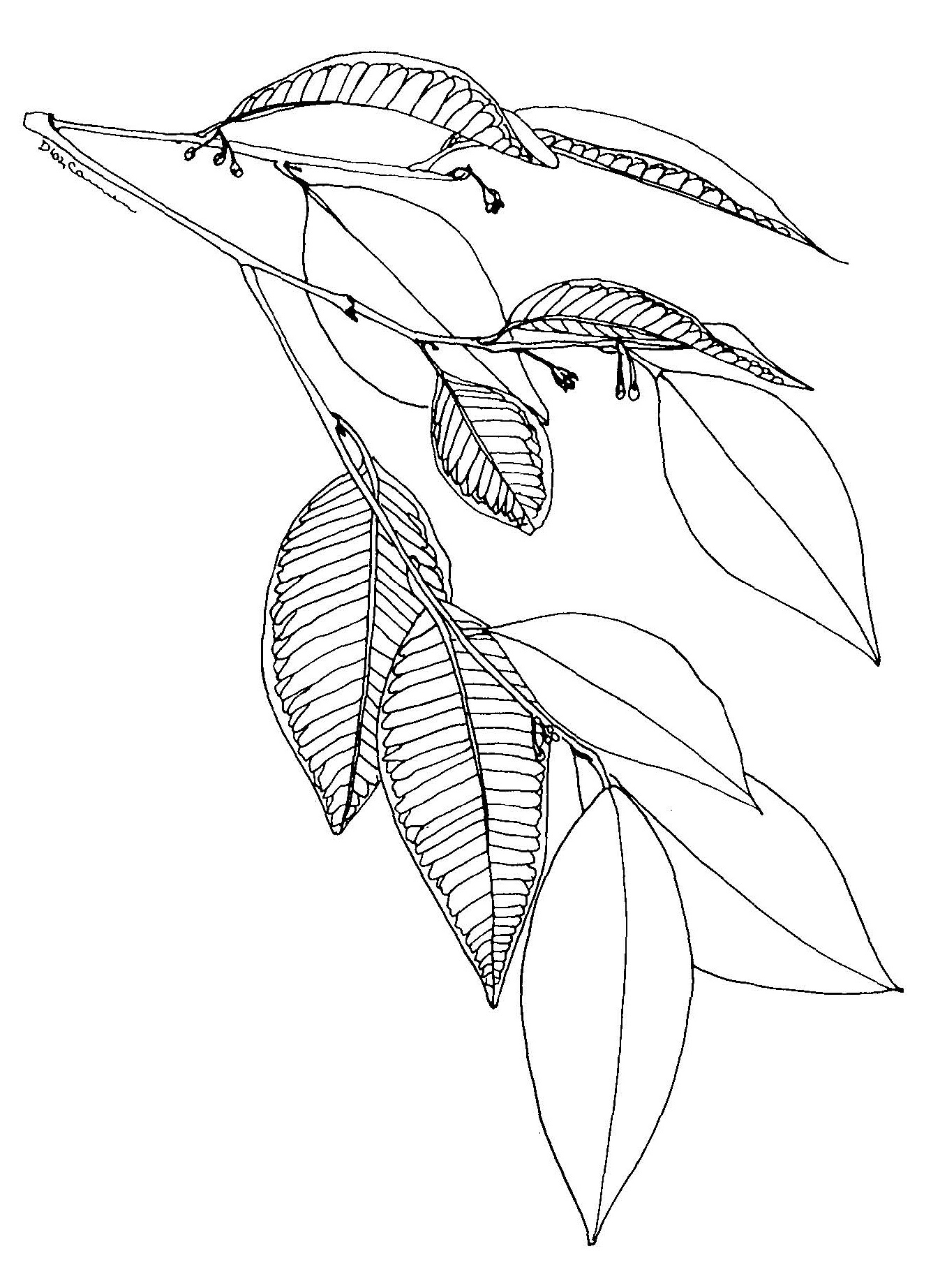 Chrysophyllum image