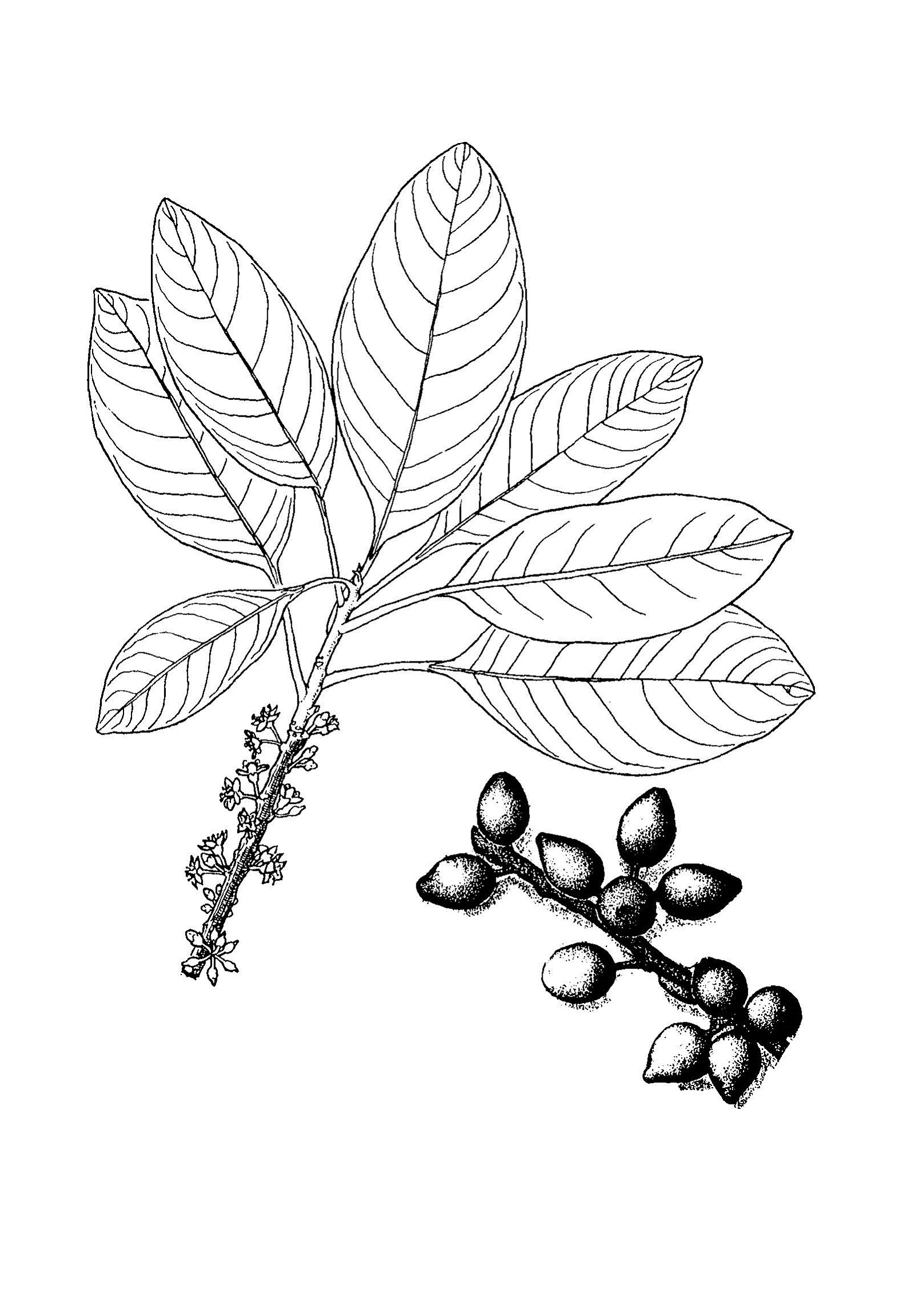 Sapotaceae image