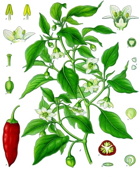 Solanaceae image