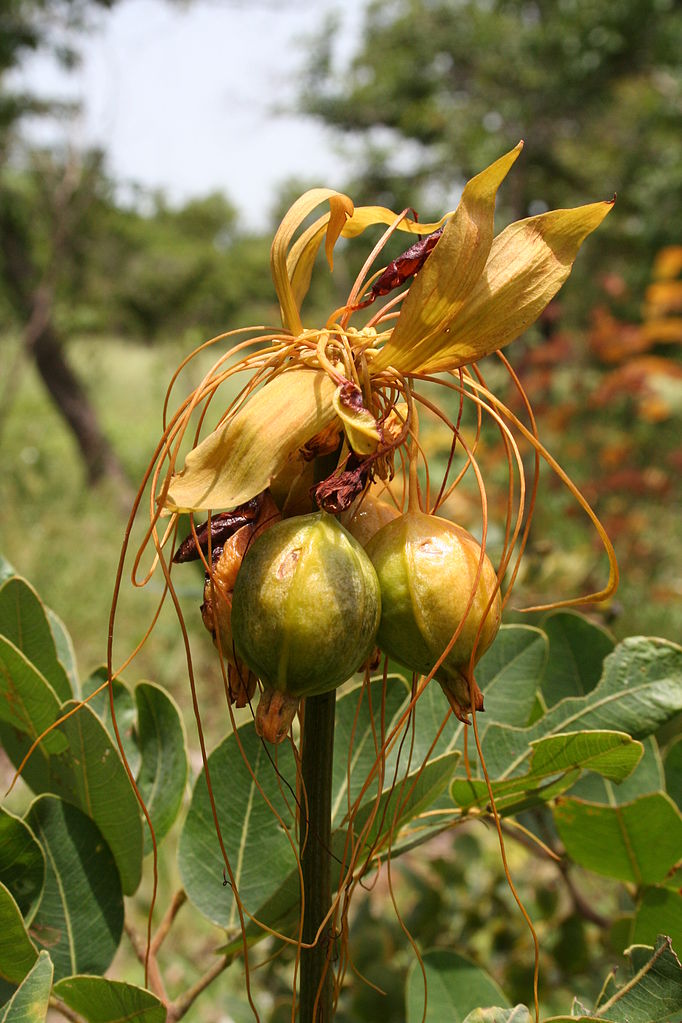 Tacca leontopetaloides image