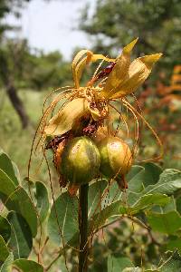 Image of Tacca leontopetaloides