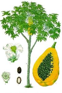 Carica papaya image