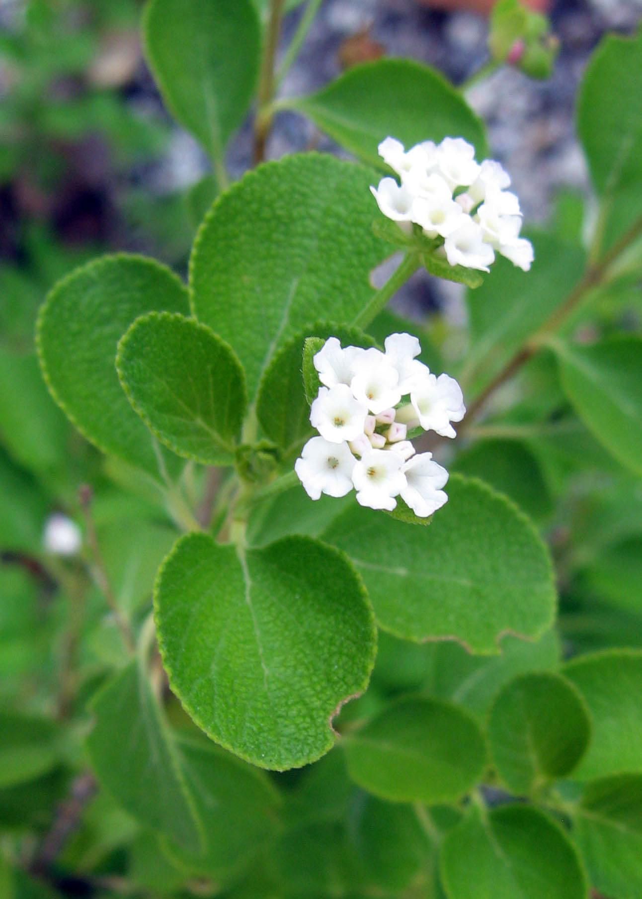 Lantana involucrata image