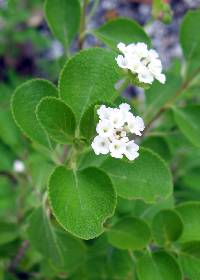 Image of Lantana involucrata