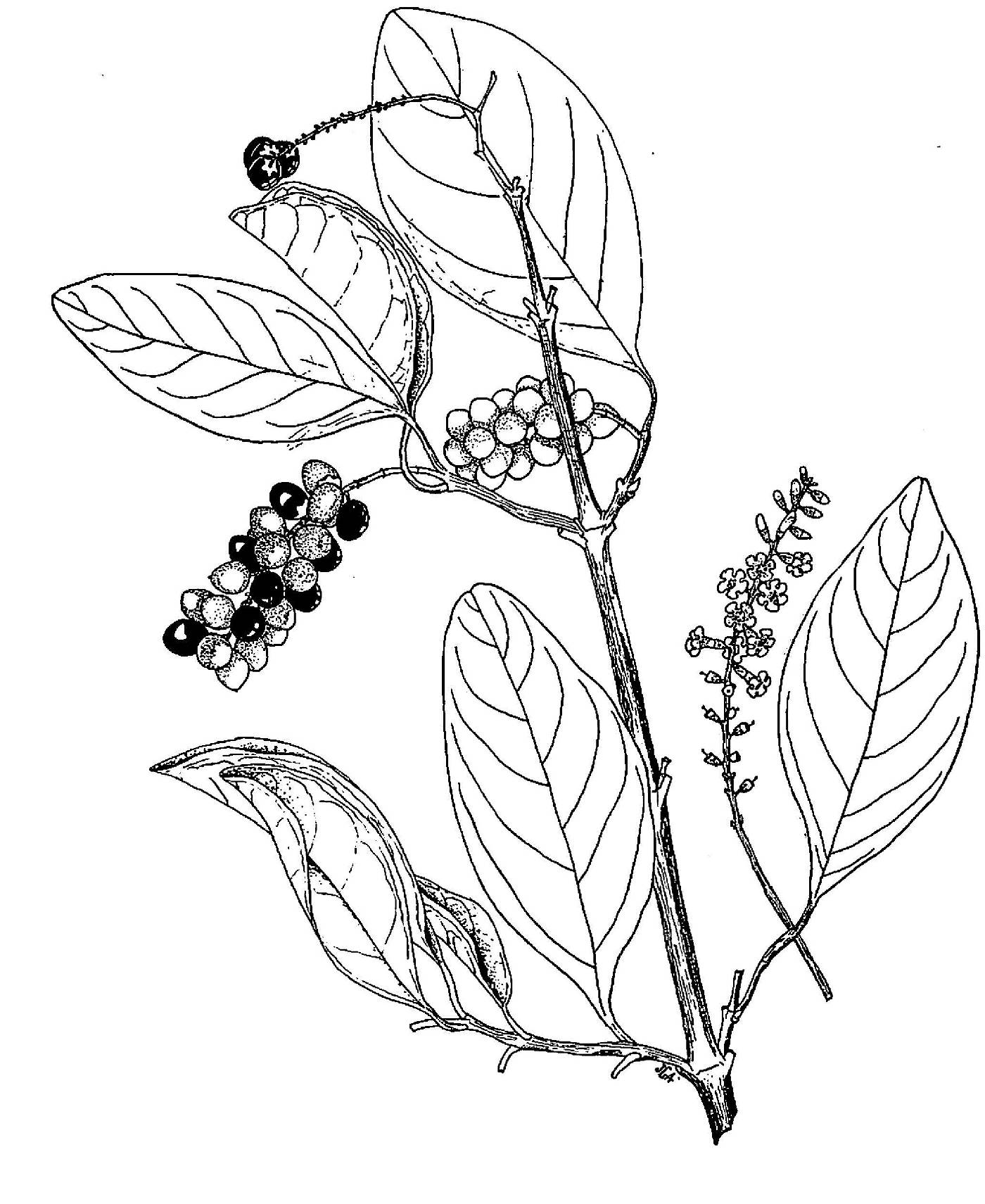 Citharexylum image