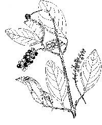 Image of Citharexylum spinosum