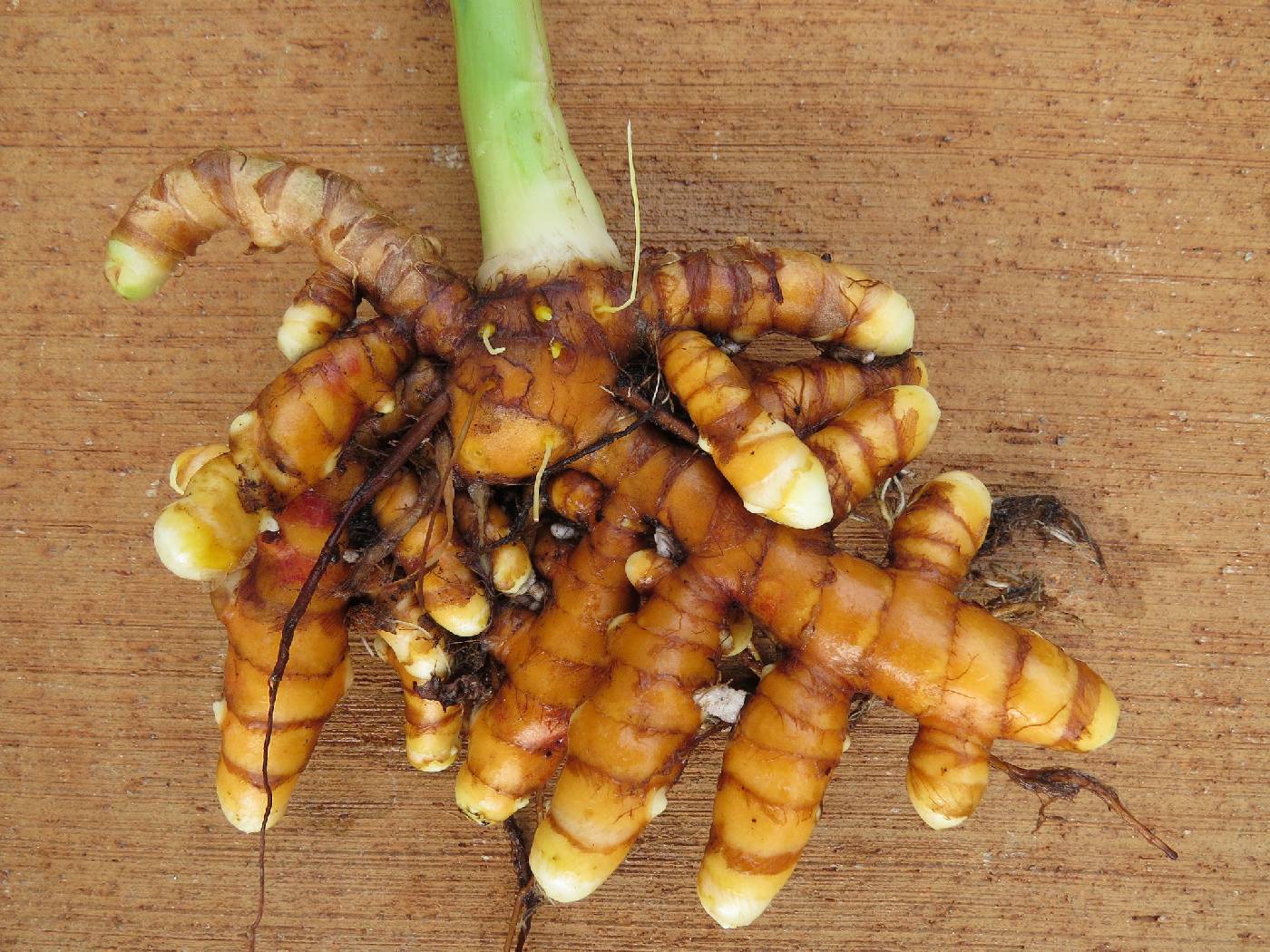 Curcuma longa image