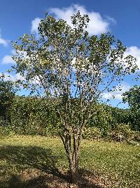 Guaiacum officinale image