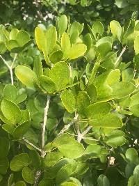 Guaiacum officinale image