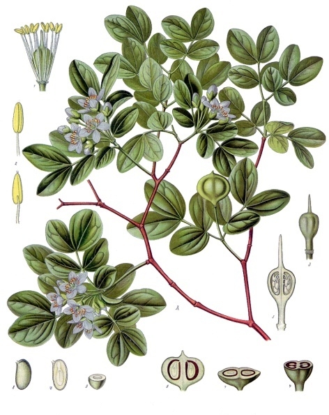 Zygophyllaceae image