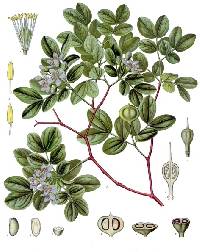 Image of Guaiacum officinale