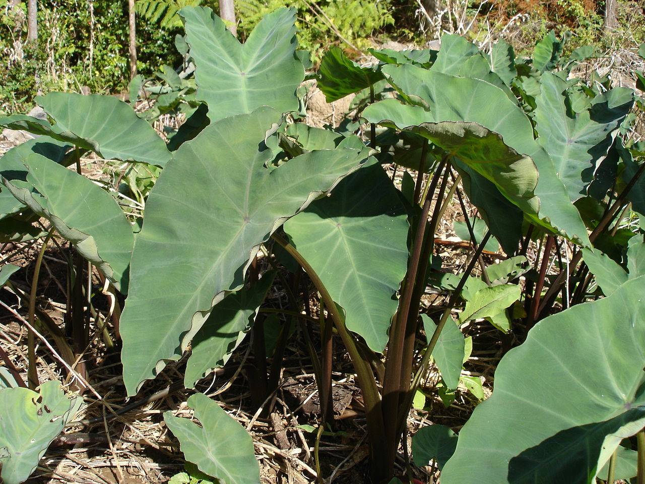 Colocasia esculenta image