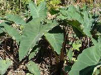 Image of Colocasia esculenta