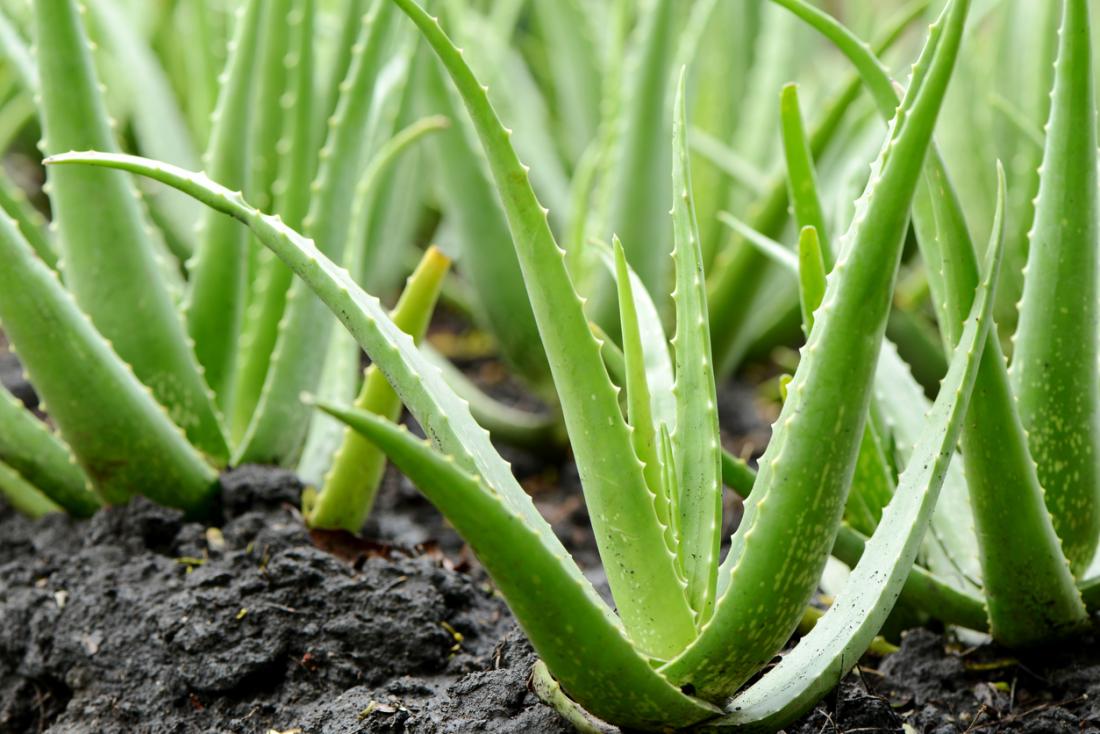 Aloe vera image