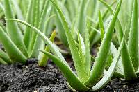 Image of Aloe vera