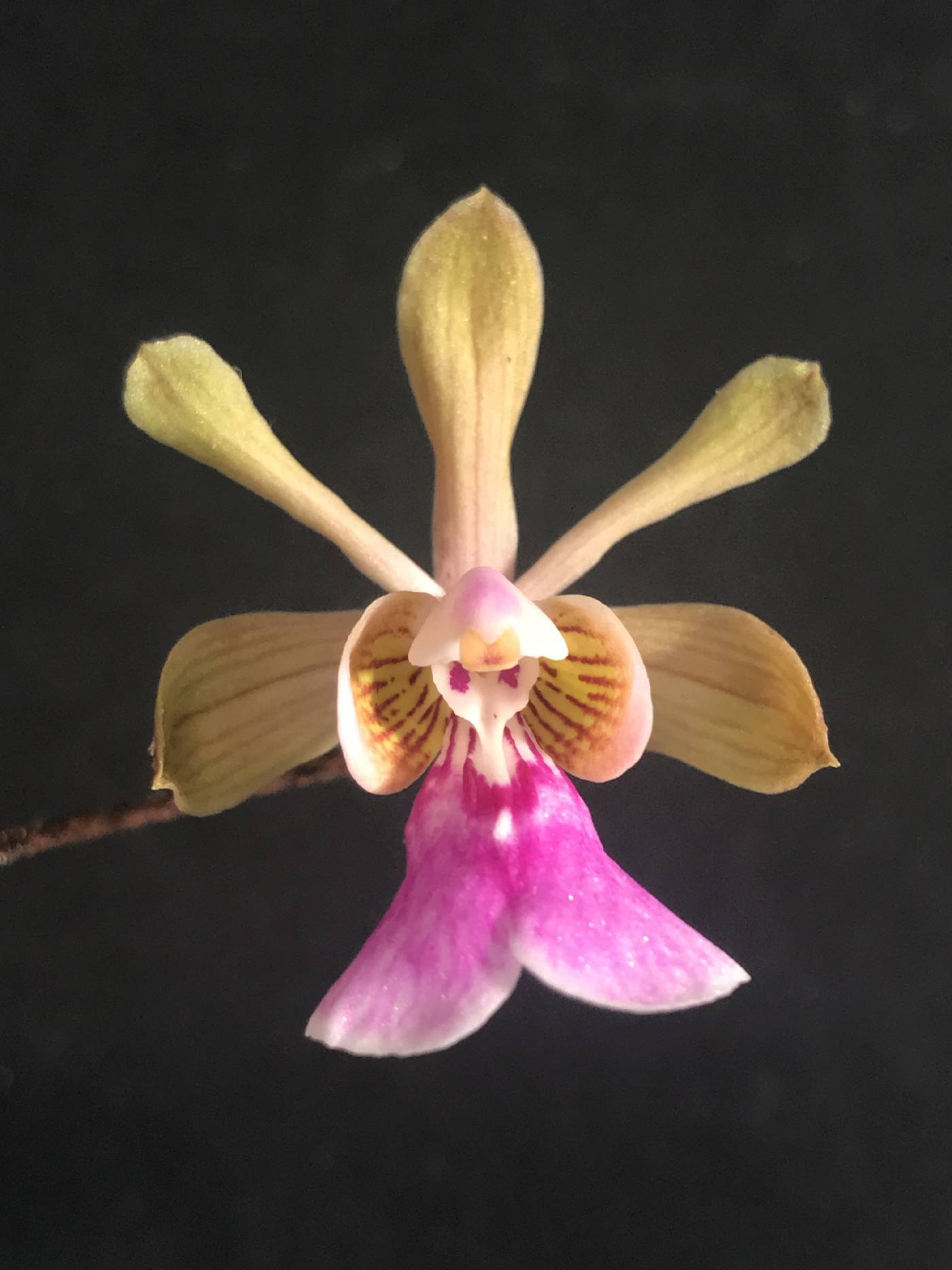 Orchidaceae image