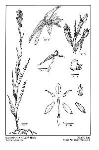 Habenaria alata image